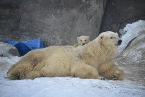 Белый медведь, зоопарк