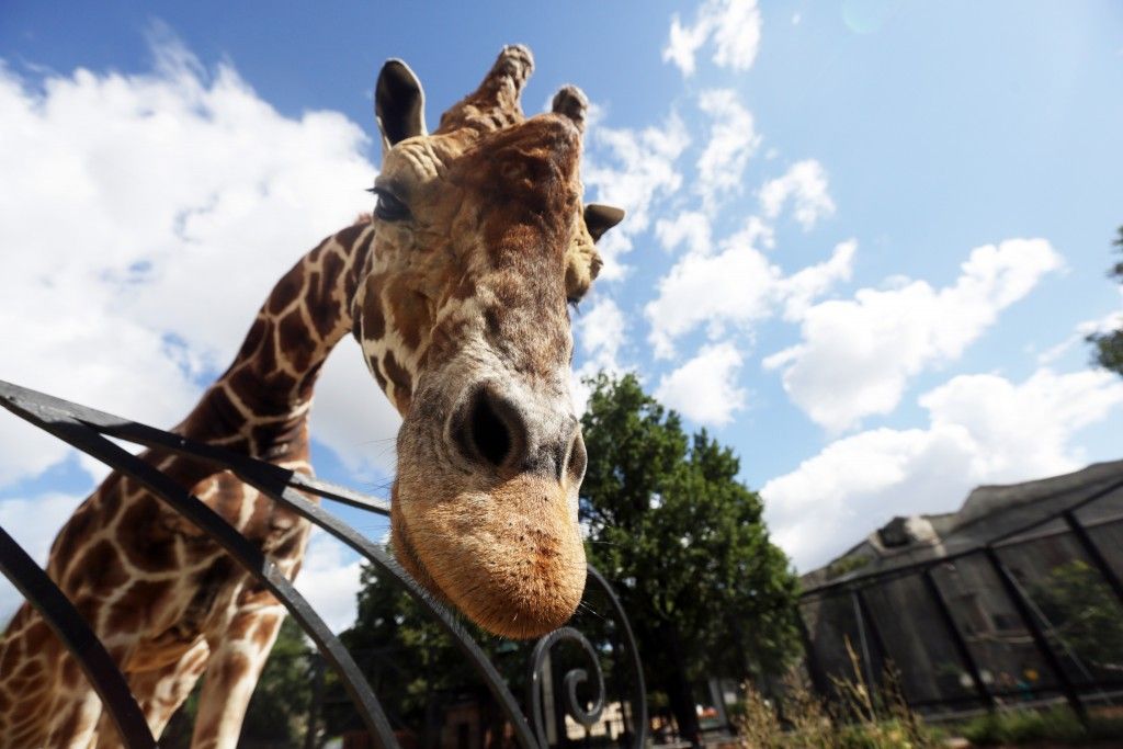 Дата: 24.07.2015, Время: 10:35: Утреннее кормление жирафа Самсона в Московском зоопарке