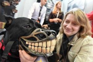 16 Сентября 2015 Международная выставка зооиндустрии Ольга Шульпинова и ее собака Радуга, пароды Кане-корсо