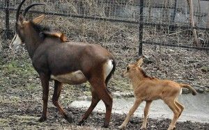 В Московском зоопарке родились антилопы 