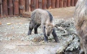 В Московском зоопарке родился краснокнижный сычуаньский такин 