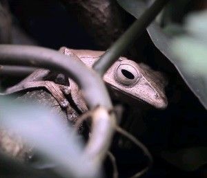 Лягушки свили гнезда в Московском зоопарке. Фото: скрин из видеоролика Московского зоопарка