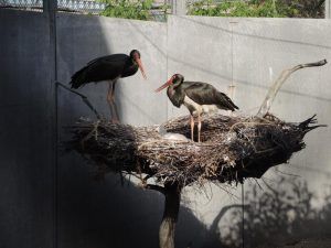 У черных аистов в Московском зоопарке вылупились птенцы