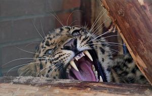 Дальневосточного леопарда привезли в Московский зоопарк