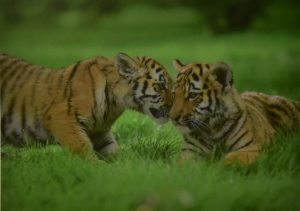 В Московском зоопарке поселился тигр Умар