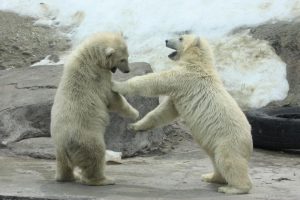 Белые медведи в зоопарке Москвы. Фото: пресс-служба Московского зоопарка