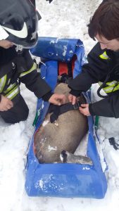 Фото: Пожарные новой Москвы спасли косулю