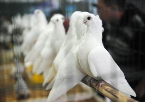 Столичный зоопарк подсчитал посетителей с «птичьими» фамилиями. Фото: "Вечерняя Москва"