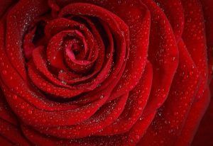 Ряд праздничных городских мероприятий посвятят новому сорту красной кустовой розы «Москва». Фото: pixabay.com