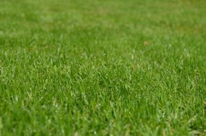 Пользователи чаще выбирают существующий подход к покосу газона. Фото: pixabay.com