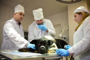 Ветеринары Московского зооопарка помогут животным-актерам. Фото: «Вечерняя Москва»