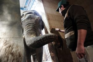 Гендиректор Московского зоопарка рассказала об общении слонов Филимона и Памира. Фото: архив, «Вечерняя Москва»