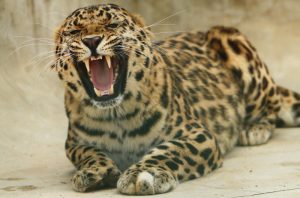 Леопарды, тигры и другие хищные обитатели зоопарка полакомятся мясом. Фото: Наталия Нечаева, «Вечерняя Москва»