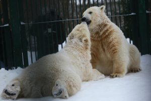 Мероприятие приурочено к Международному дню полярного медведя. Фото: Павел Волков, «Вечерняя Москва»