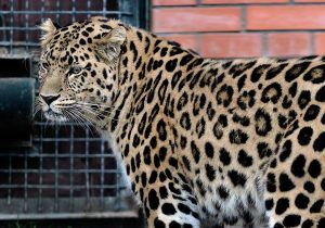 Пару для Николая нашли в рамках программы по сохранению дальневосточных леопардов. Фото: mos.ru