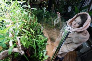 Выставка комнатных растений открылась в Государственном биологическом музее имени Климента Тимирязева. Фото: архив, «Вечерняя Москва»