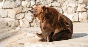 Три медведя проснулись в Московском зоопарке. Фото: mos.ru