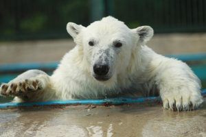 Животным Московского зоопарка помогут пережить жару. Фото: Наталия Нечаева, «Вечерняя Москва»
