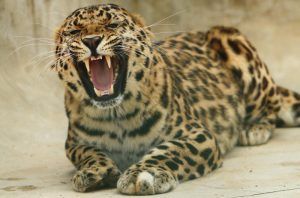 Необычные угощения приготовили для леопардов в Московском зоопарке. Фото: архив, «Вечерняя Москва»