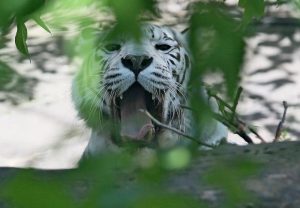 Два амурских тигра стали новыми обитателями Московского зоопарка. Фото: Антон Гердо, «Вечерняя Москва»