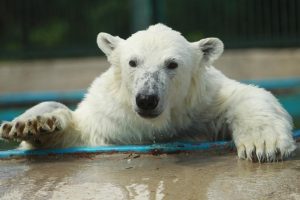 Беседа о белых медведях пройдет в Московском зоопарке. Фото: Наталия Нечаева, «Вечерняя Москва»