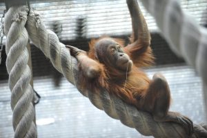 Четырехмесячного орангутанга Матику поселили в Московском зоопарке. Фото: архив, «Вечерняя Москва»