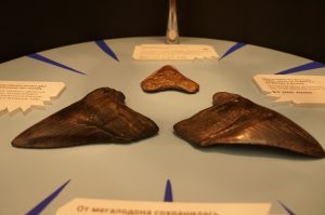 Зубы мегладона выставили в залах Биологического музея. Фото: предоставлено пресс-службой музея