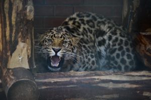 Горожан приглашают на беседу о проектах сохранения популяции дальневосточных леопардов. Фото: Антон Гердо, «Вечерняя Москва»