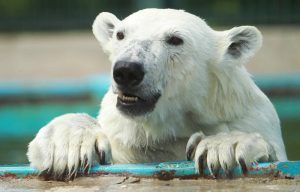 Выставку о популяции белых медведей представят сотрудники Московского зоопарка в Токио. Фото: Наталия Нечаева, «Вечерняя Москва»