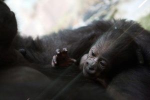 Детеныш равнинных горилл родился в Московском зоопарке. Фото: архив «Вечерняя Москва»