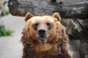 Медведи впали в спячку в Московском зоопарке. Фото: Светлана Колоскова, «Вечерняя Москва»