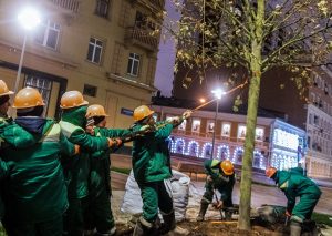 Более 700 деревьев появится в столице до конца этого года. Фото: официальный сайт мэра Москвы