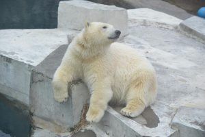 Московский зоопарк отпразднует День полярного медведя. Фото: Александр Казаков, «Вечерняя Москва»