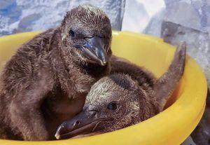 Новые птенцы родились в Московском зоопарке. Фото: официальный сайт мэра Москвы