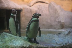 Московский зоопарк запустил онлайн-викторину ко Дню пингвина. Фото: архив, «Вечерняя Москва»