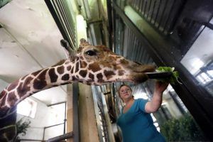 Сотрудники зоопарка призвали посетителей не подкармливать животных. Фото: архив, «Вечерняя Москва»