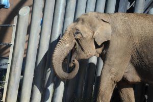 Слоновник открыли в Московском зоопарке. Фото: Светлана Колоскова, «Вечерняя Москва»