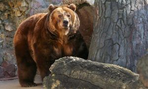 Медведи вышли из спячки в Московском зоопарке. Фото: официальный сайт мэра Москвы