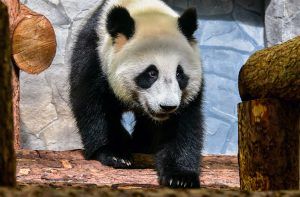 Поселившиеся в зоопарке панды полностью адаптировались. Фото: сайт мэра Москвы