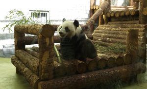 День рождения панд отпраздновали в зоопарке. Фото: Виктория Чуранова