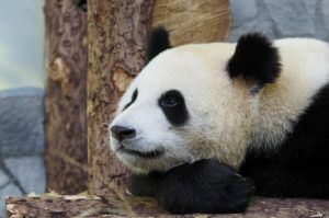 Выставка о пандах закроется в зоопарке. Фото: Антон Гердо, «Вечерняя Москва»