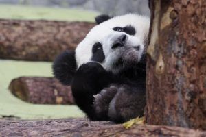 Документальный фильм о пандах покажут в зоопарке. Фото: Антон Гердо, «Вечерняя Москва»