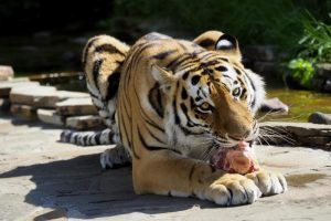 Тигр в Московском зоопарке отказался есть мясо морских свинок. Фото: архив