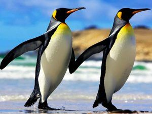 Международный день осведомленности о пингвинах отпразднуют в биологическом музее. Фото: пресс-служба Государственного биологического музея имени Климента Тимирязева
