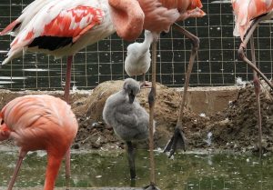 Фламинго обзавелись потомством в Московском зоопарке. Фото: сайт мэра Москвы