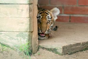Сотрудники Московского зоопарка рассказали о рождении детенышей амурского тигра. Фото: сайт мэра Москвы