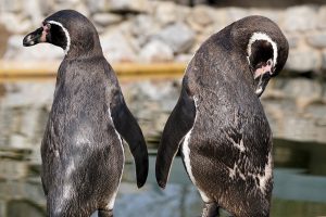 Папуанских пингвинов Московского зоопарка переселили в летний вольер. Фото: pixabay.com