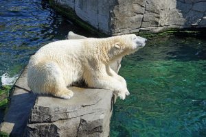 Белая медведица умерла в Московском зоопарке. Фото: pixabay.com
