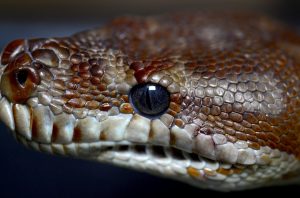 Работники Московского зоопарка опубликовали видео о змеях и ящерицах. Фото: pixabay.com