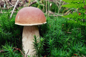 Онлайн-занятие о грибах проведут сотрудники биологического музея. Фото: pixabay.com